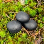 shungite tumbled stones