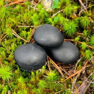 shungite tumbled stones